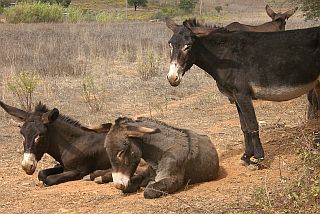 donkeys in the serra